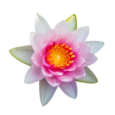 Lotus çiçek Ellisiana veya Tubtim Siam nilüfer çiçek açan isolat