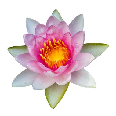 Lotus çiçek Ellisiana veya Tubtim Siam nilüfer çiçek açan isolat