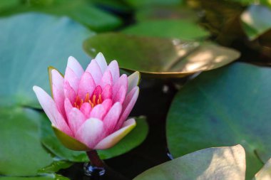 güzel lotus çiçeği Ellisiana veya Tubtim Siam nilüfer çiçek