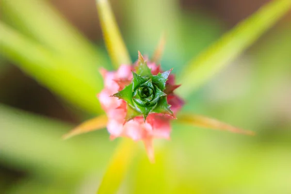 Fechar bromélia ou Urna planta flor — Fotografia de Stock