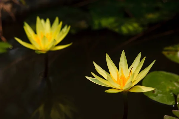 Flor amarilla de nenúfar o loto floreciendo en el estanque — Foto de Stock