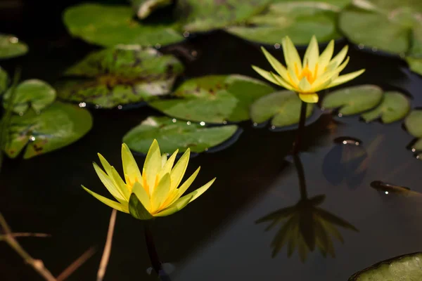 Flor amarilla de nenúfar o loto floreciendo en el estanque — Foto de Stock