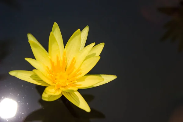 Fleur jaune de nénuphar ou de lotus fleurissant sur l'étang — Photo