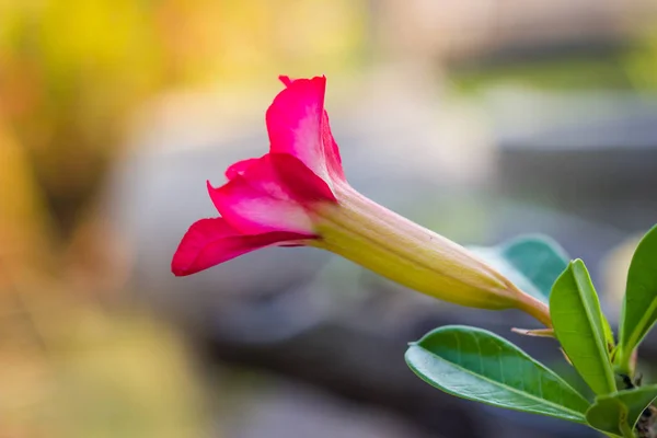 Rose du désert ou fleur de lys Impala dans le jardin. — Photo