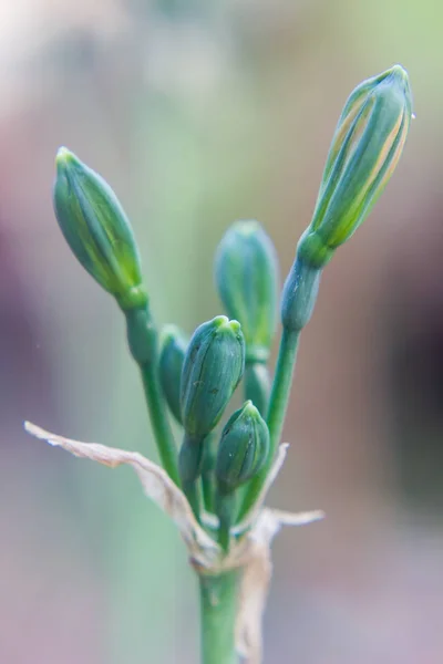 Perto de botão de flor no jardim — Fotografia de Stock