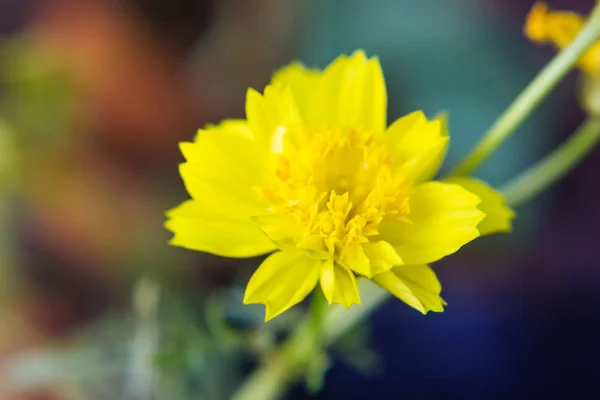 Gros plan de fleurs jaunes — Photo