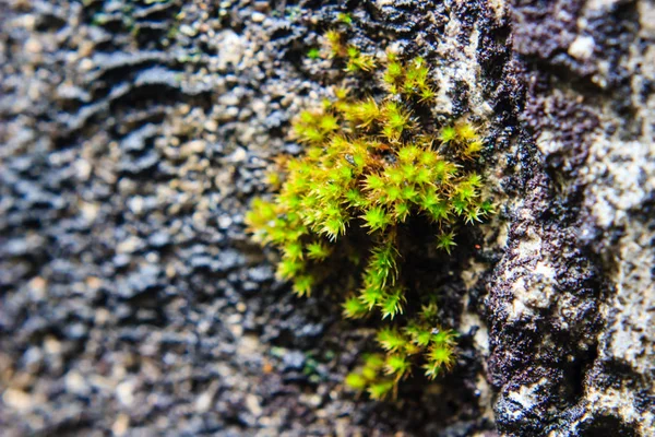 Mos with drops of dew — Stock Photo, Image