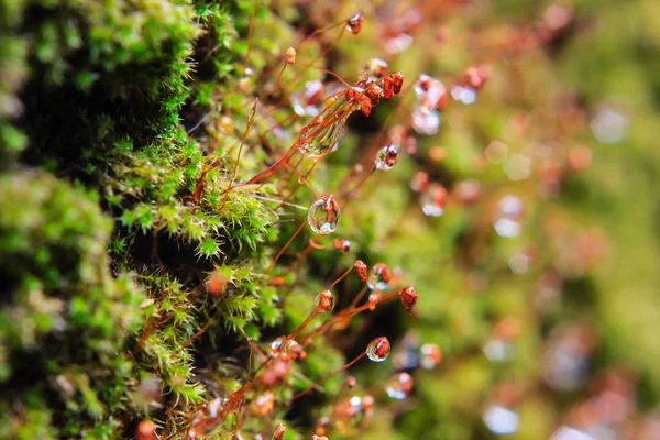 Mos with drops of dew — Stock Photo, Image