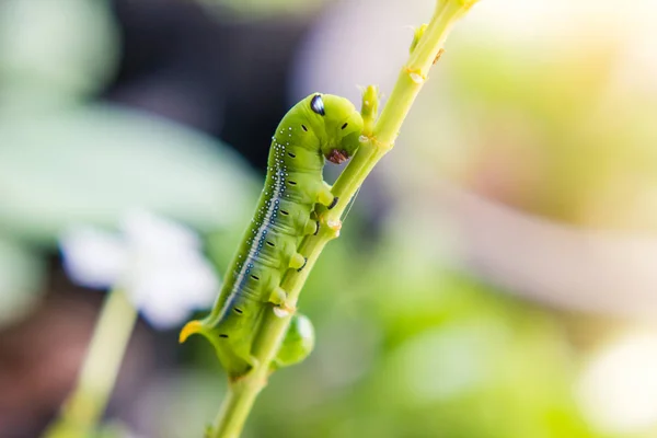 Caterpillar solucan dalı bahçede — Stok fotoğraf