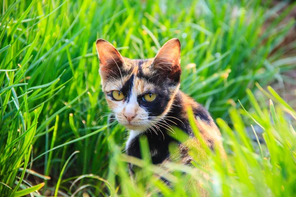 Close up little cat in the garden — Stock Photo, Image