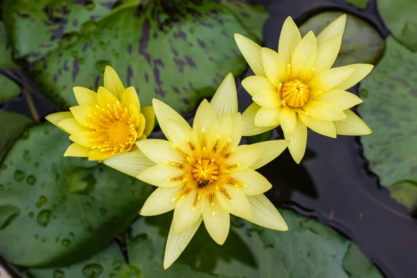 Flor amarilla de nenúfar o loto floreciendo en el estanque — Foto de Stock