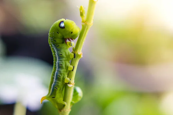 Caterpillar worm on branch in the garden — Stock Photo, Image