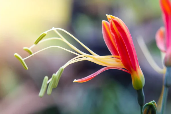 Eucrosia bicolor czerwone kwiaty — Zdjęcie stockowe