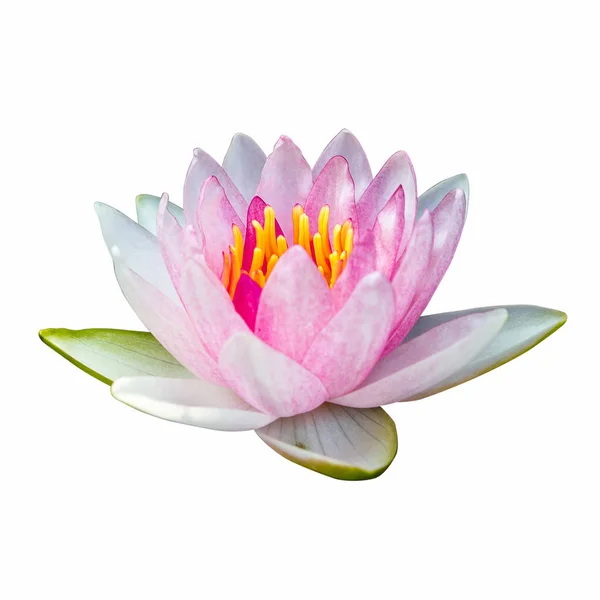 Fiore di loto Ellisiana o Tubtim Siam Water Lily fioritura isolat — Foto Stock