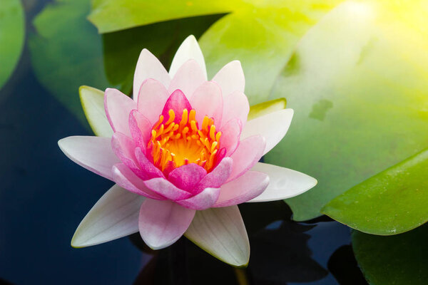 Прекрасный цветок лотоса Ell:or Tubtim Siam Water Lily bloom
