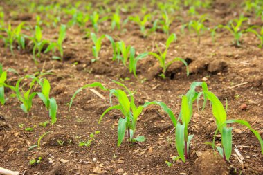 Genç mısırlarla dolu bir arazi