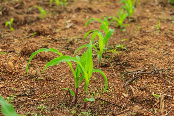 Landscape with a field of young corn — Stock Photo, Image