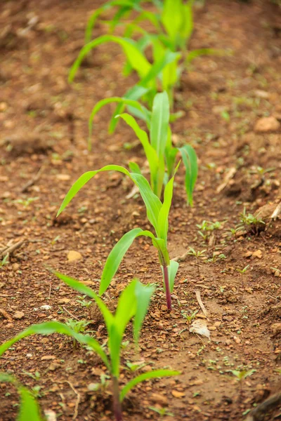 Krajina s poli mladé kukuřice — Stock fotografie
