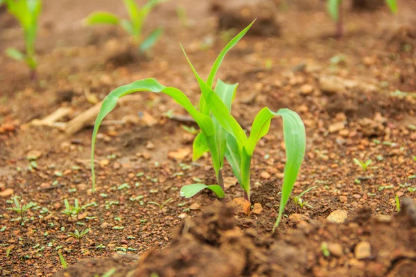 Paisaje con un campo de maíz joven —  Fotos de Stock
