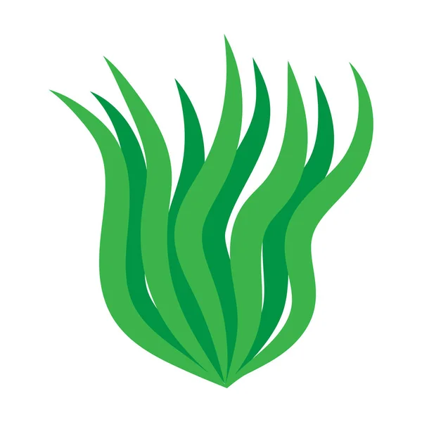 Algues vertes illustration isolée sur fond blanc — Image vectorielle