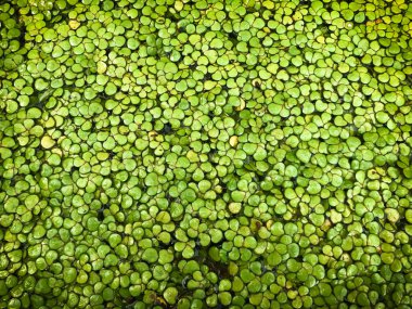 Yeşil su kaplı Duckweed