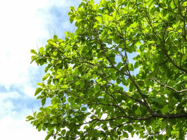 Ormanda yeşil ağaçlar