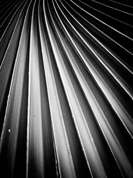 Palm bırakın yakın çekim