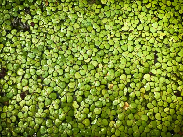 Verde Duckweed cubierto de agua — Foto de Stock