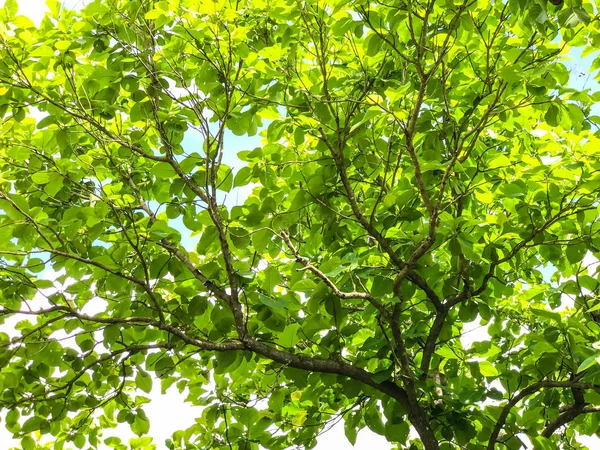 Ormanda yeşil ağaçlar