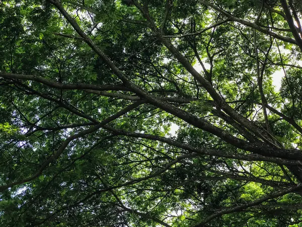 Árboles verdes fondo en el bosque — Foto de Stock