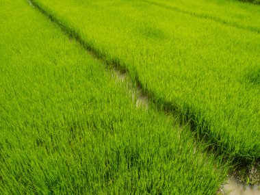 Tarlada çeltik pirinç