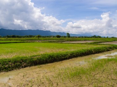 Tarlada çeltik pirinç