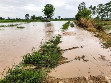 Tarım Pirinç tarlası sağanak yağış sonrasında hasar gördü
