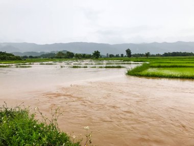 Tarım Pirinç tarlası sağanak yağış sonrasında hasar gördü 