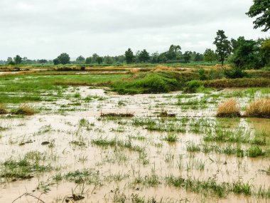 Tarım Pirinç tarlası sağanak yağış sonrasında hasar gördü
