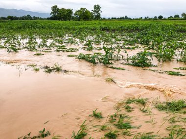 Mısır bitkileri bir alan üzerinde hasar sonra şiddetli yağmur sular altında