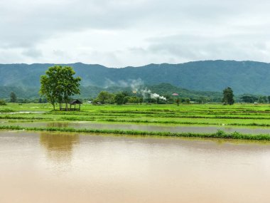 Tarım Pirinç tarlası sağanak yağış sonrasında hasar gördü