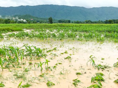 Mısır bitkileri bir alan üzerinde hasar sonra şiddetli yağmur sular altında