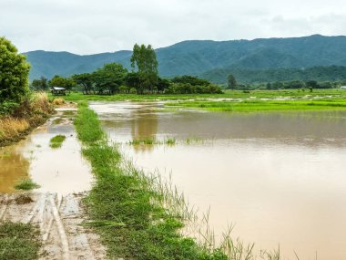 Tarım Pirinç tarlası sağanak yağış sonrasında hasar gördü 