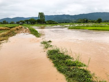 Tarım Pirinç tarlası sağanak yağış sonrasında hasar gördü 