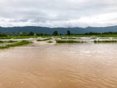 Tarım Pirinç tarlası sağanak yağış sonrasında hasar gördü 