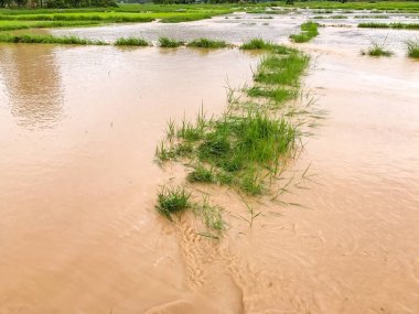 Tarım Pirinç tarlası sağanak yağış sonrasında hasar gördü 