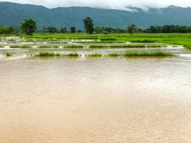 Tarım Pirinç tarlası sağanak yağış sonrasında hasar gördü 