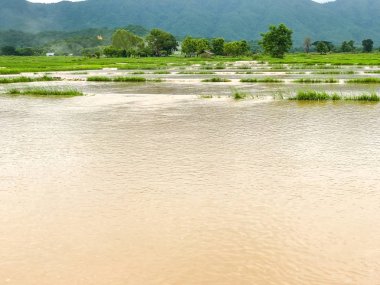 Tarım Pirinç tarlası sağanak yağış sonrasında hasar gördü 