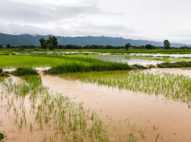 Tarım Pirinç tarlası sağanak yağış sonrasında hasar gördü 