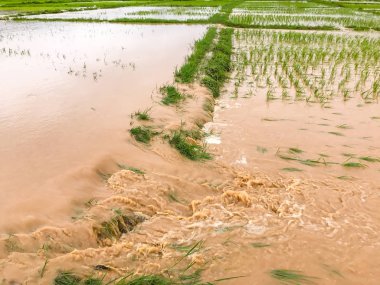 Tarım Pirinç tarlası sağanak yağış sonrasında hasar gördü 