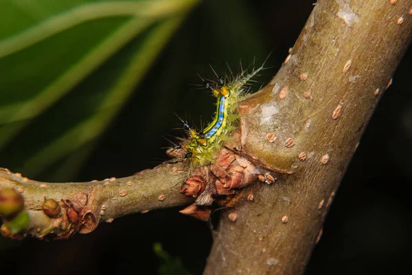 Gusano de oruga en la rama en el jardín —  Fotos de Stock