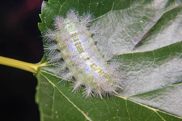 Vers de chenille sur la feuille dans le jardin — Photo