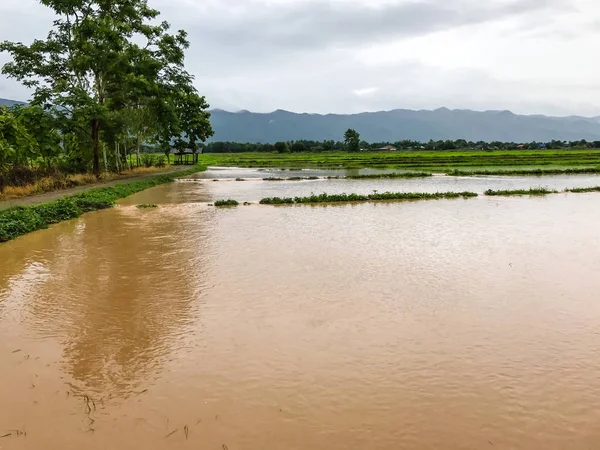 Tarım Pirinç tarlası sağanak yağış sonrasında hasar gördü