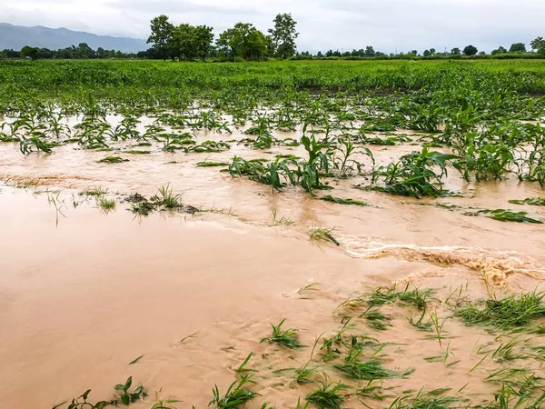 Mısır bitkileri bir alan üzerinde hasar sonra şiddetli yağmur sular altında